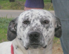 Murphy