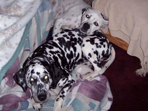 Missy & friends