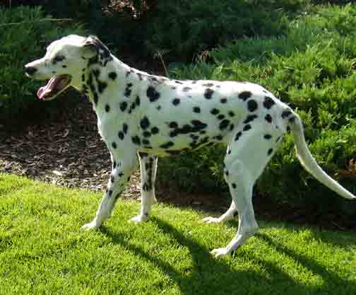 4221--Dottie-a