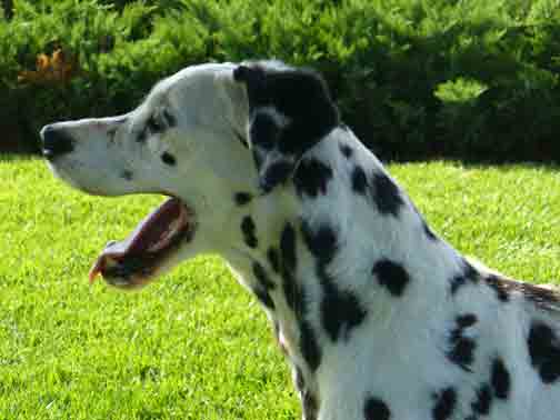 4221--Dottie-b