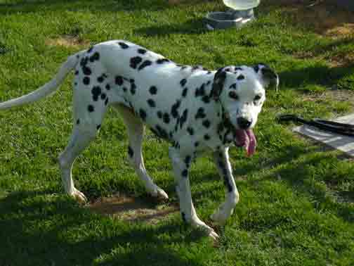 4221--Dottie-c