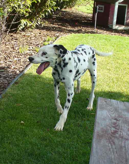 4221--Dottie-e