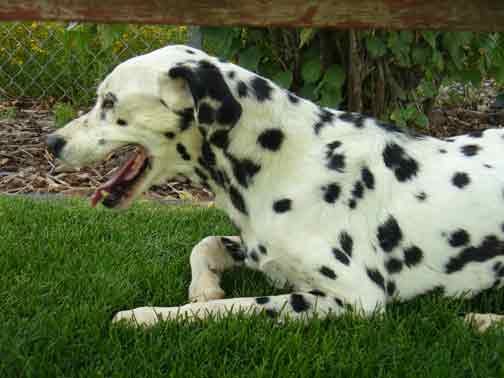 4221--Dottie-f