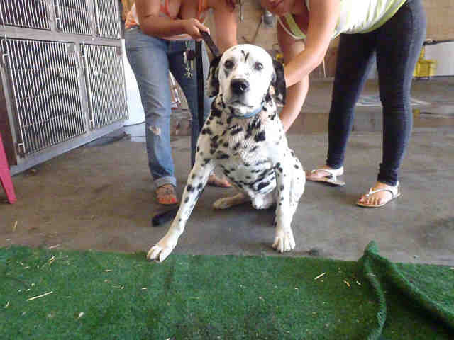 bigpinto