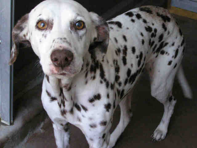 chucha